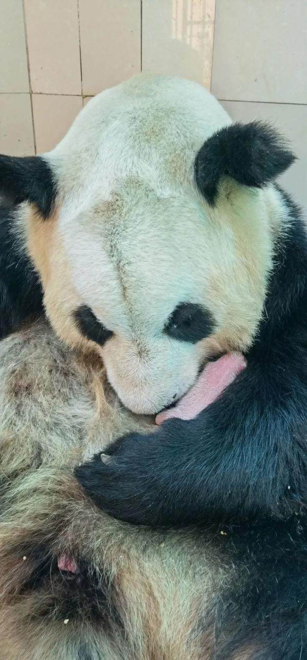 喜报！2只大熊猫同日诞下双胞胎，怎么取名呢？
