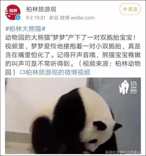 外媒发起投票要给熊猫宝宝取名”香港”？德国柏林动物园回应了