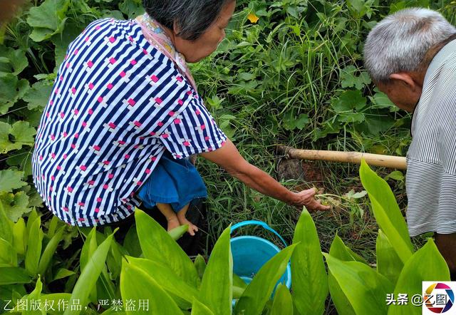 孩子出生后患病，得知还要花50万，奶奶将其抱回家每天挖草药治疗