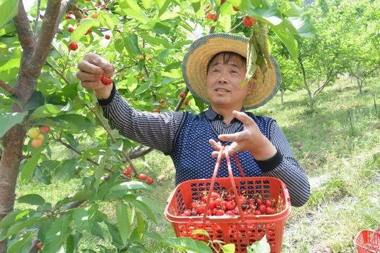 四川广元朝天：小小车厘子 致富“金果果”