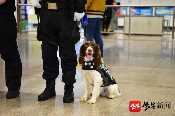 奶萌！南京地铁警方引入三只新“公务汪”