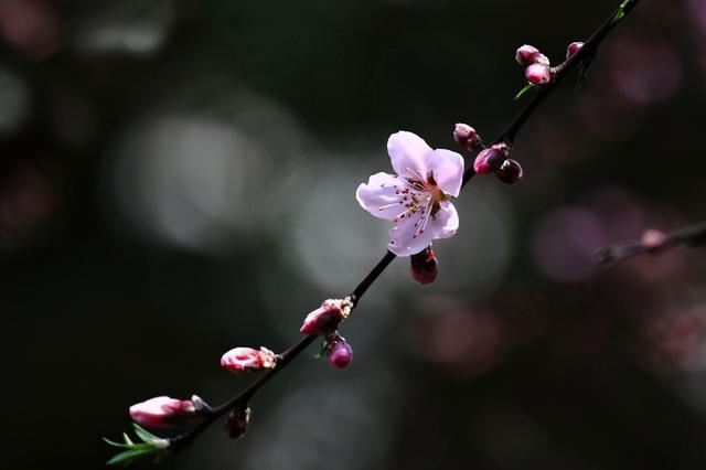 贺知章的最后一天：听着窗外碧波荡漾，抱怨儿子名字不好听