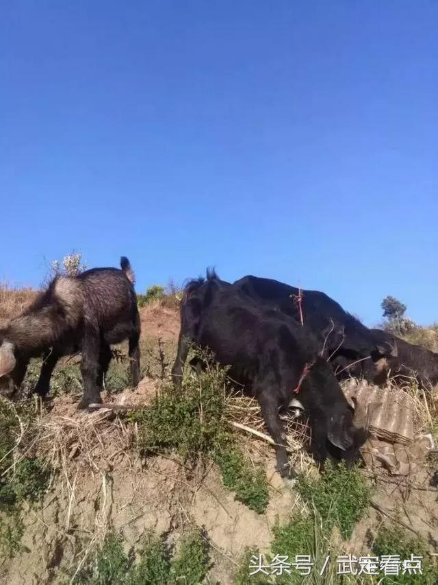 神奇的彝寨——我的故乡“洒胶泥”