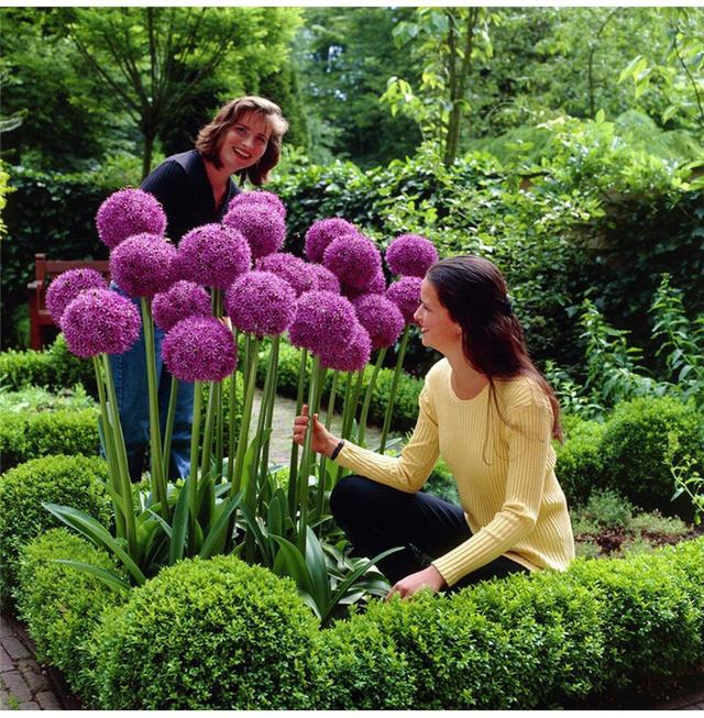 24种紫色花草，高贵而优雅，比绿萝吊兰好看多了