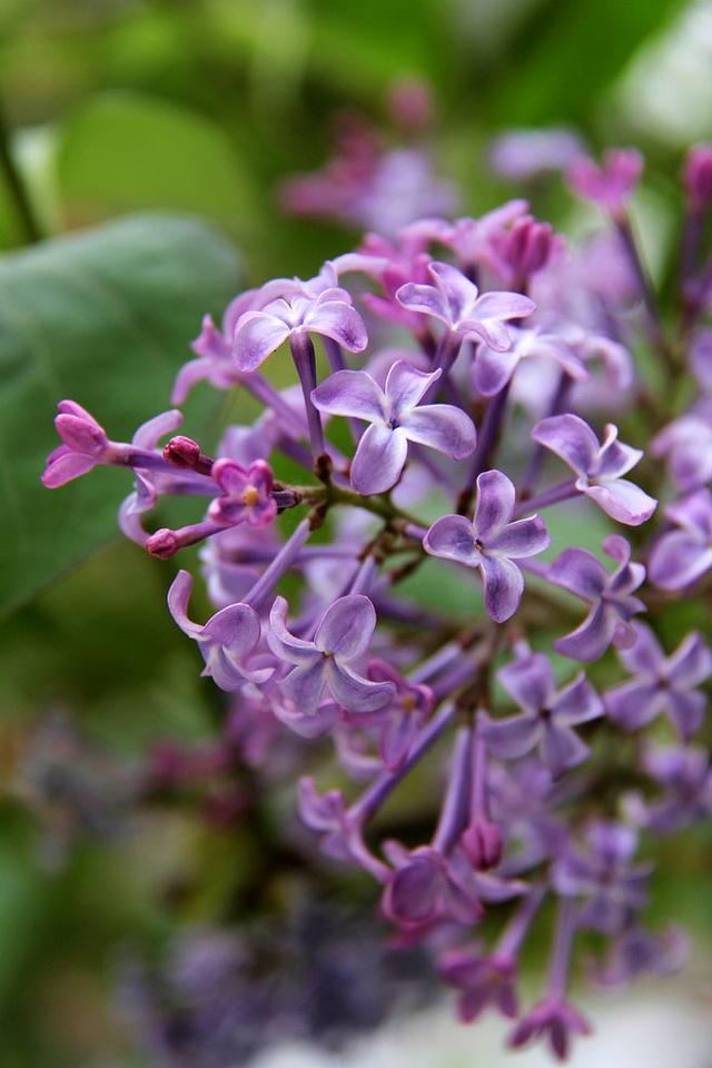 24种紫色花草，高贵而优雅，比绿萝吊兰好看多了