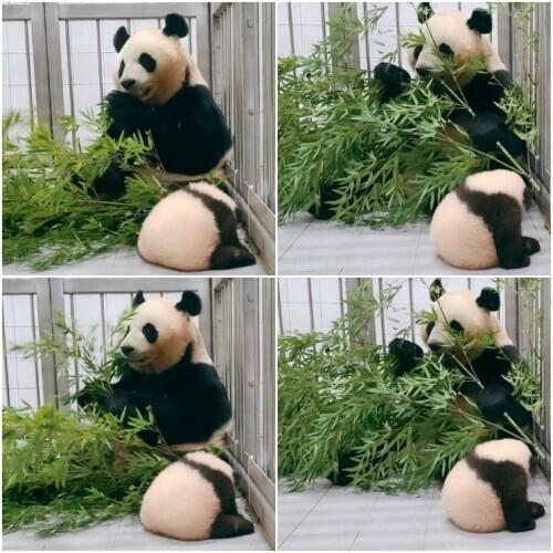 官宣！旅韩大熊猫宝宝取名为“福宝”近照曝光