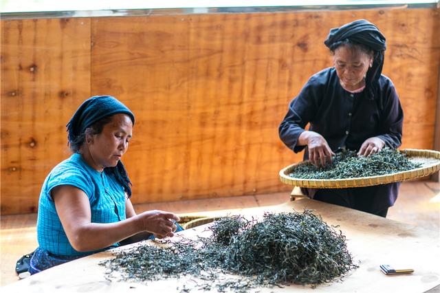 章郎寻茶：云南深山中的千年茶族