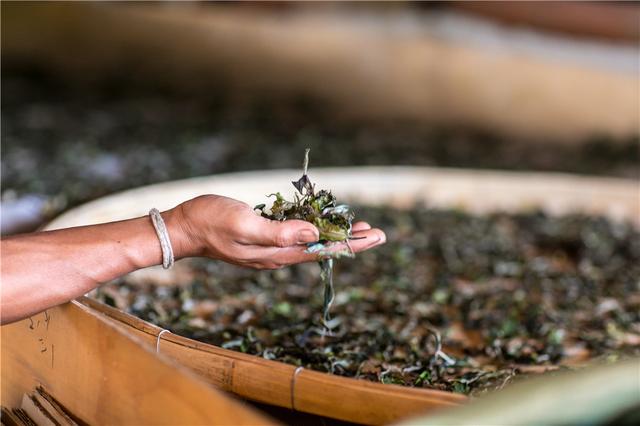 章郎寻茶：云南深山中的千年茶族