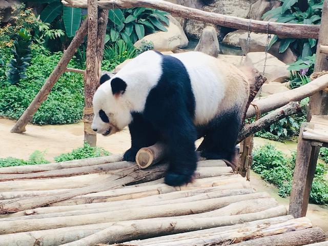 受疫情影响 在马来西亚出生的中国大熊猫“谊谊”推迟归期