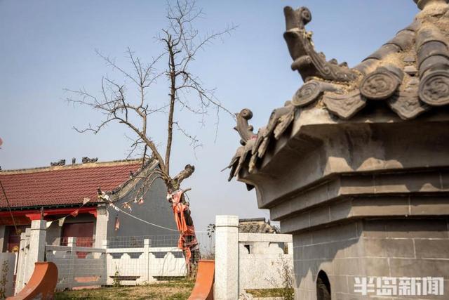 古树寻访记②太心疼！青岛千年酸枣树染上“不治之症”！相传李世民在此树挂过盔甲