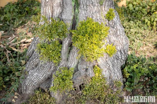 古树寻访记②太心疼！青岛千年酸枣树染上“不治之症”！相传李世民在此树挂过盔甲