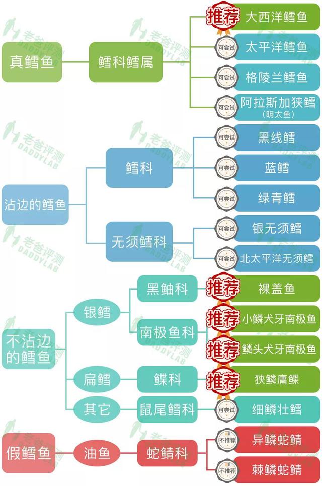 杭州魏老爸评测5款鳕鱼，3款冒充！真鳕鱼要这么选！