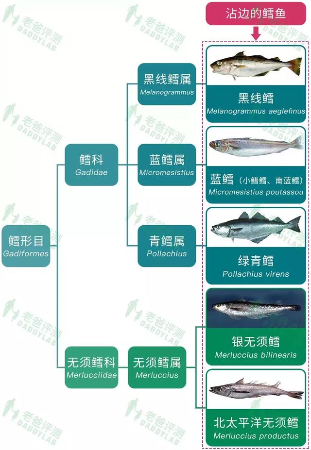 杭州魏老爸评测5款鳕鱼，3款冒充！真鳕鱼要这么选！