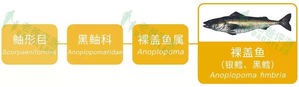 杭州魏老爸评测5款鳕鱼，3款冒充！真鳕鱼要这么选！