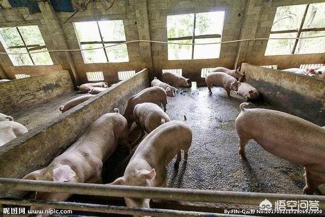 你知道哪些关于猪的冷知识？