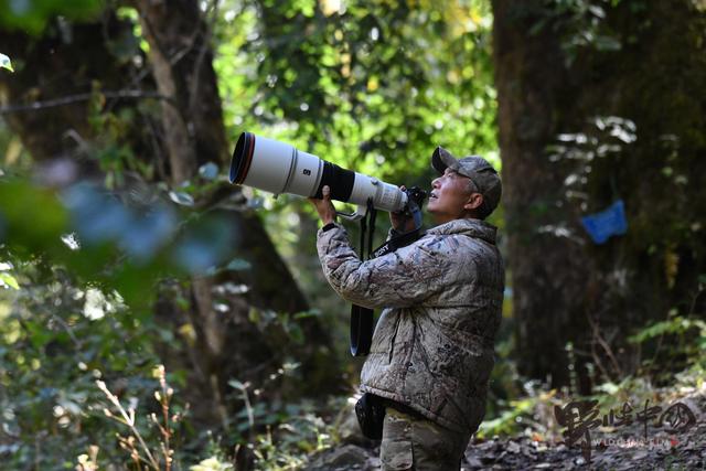 大象、绿孔雀被迫离家，拍摄野生动物38年，他记录下一地残骸和心酸