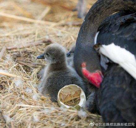 圆明园喜添6只黑天鹅小宝宝，取名为“冬至”