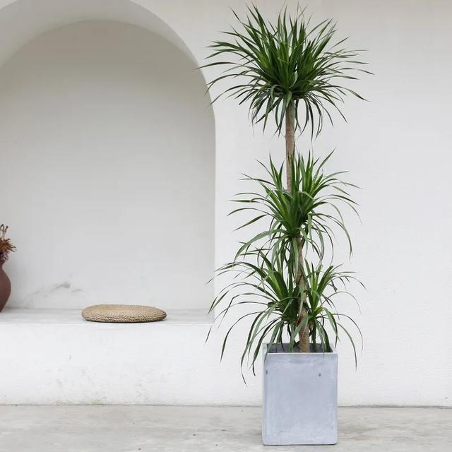 2021年最流行的客厅花卉植物，看看哪种最适合你家