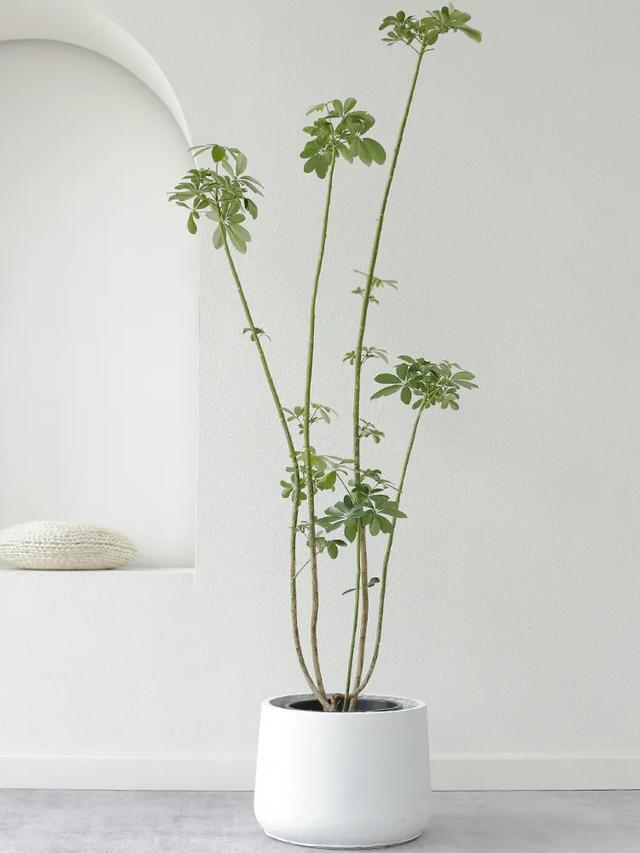 2021年最流行的客厅花卉植物，看看哪种最适合你家