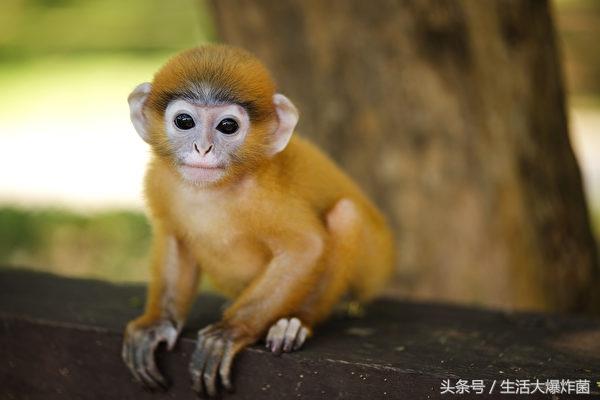 泰国最小猴宝宝获救却成孤儿 一直抱着玩具泰迪妈妈不离不弃