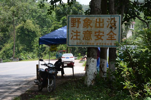 与象为邻②｜回归雨林，“希望它们能将人类的善意带回象群”