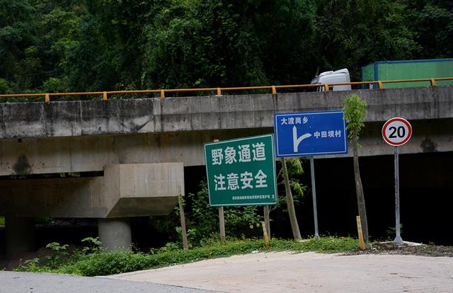 与象为邻②｜回归雨林，“希望它们能将人类的善意带回象群”