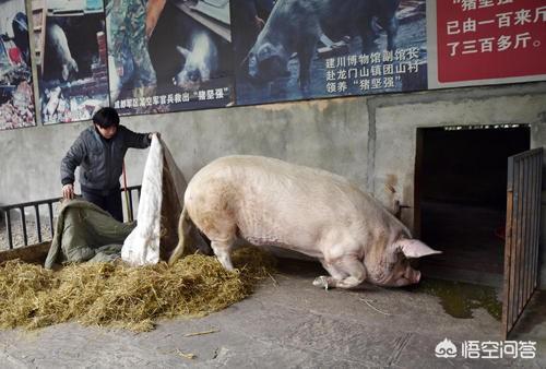 今年是农历猪年，还记得“猪坚强”吗？