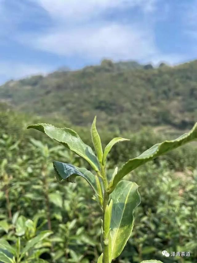 茶中蕴五行，解读茶里的五行能量