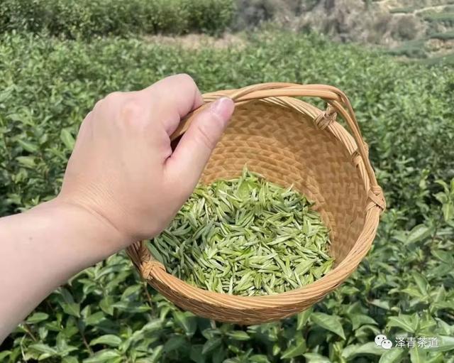 茶中蕴五行，解读茶里的五行能量