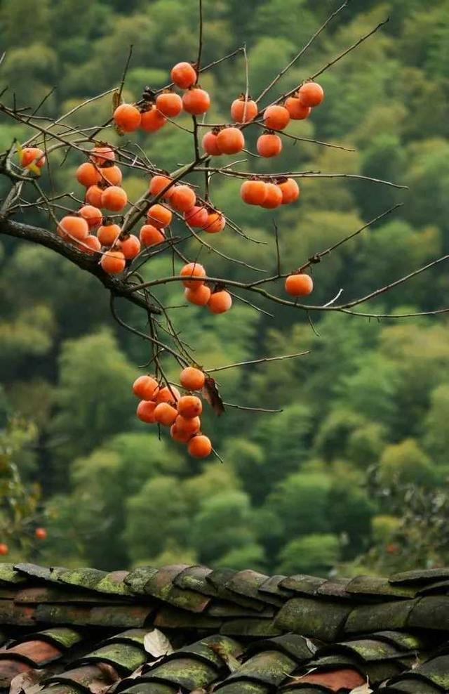 青未了丨柿子红了，“柿柿”如意