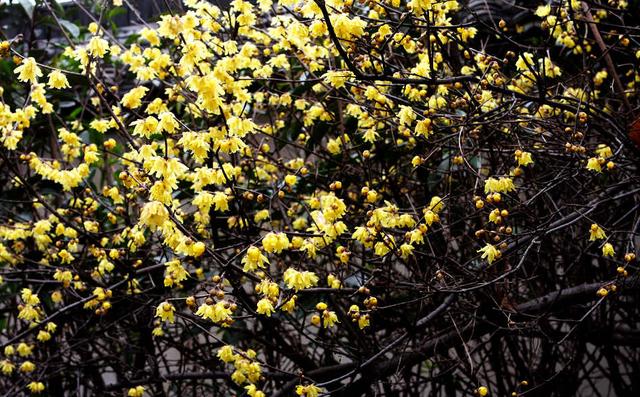 最耐寒的花，越冷开得越多，明黄色的花瓣还有香味