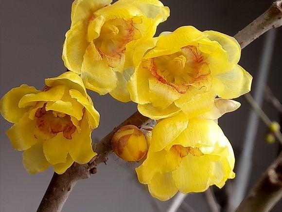 最耐寒的花，越冷开得越多，明黄色的花瓣还有香味
