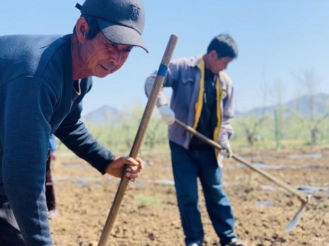 蜕变｜福山区回里镇迟家杏园效应