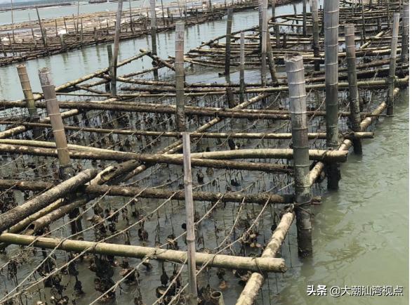 海水养殖、水产加工技术创新试点专业镇——潮州市饶平县汫洲镇