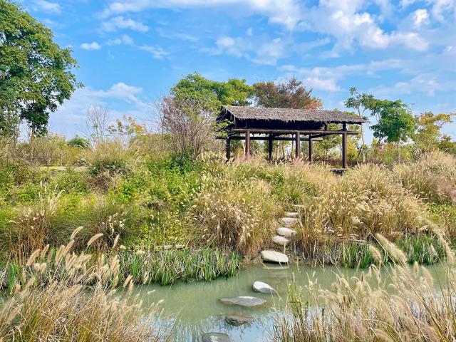 在上海浦江郊野公园，藏着一片湿地间的静谧秋色