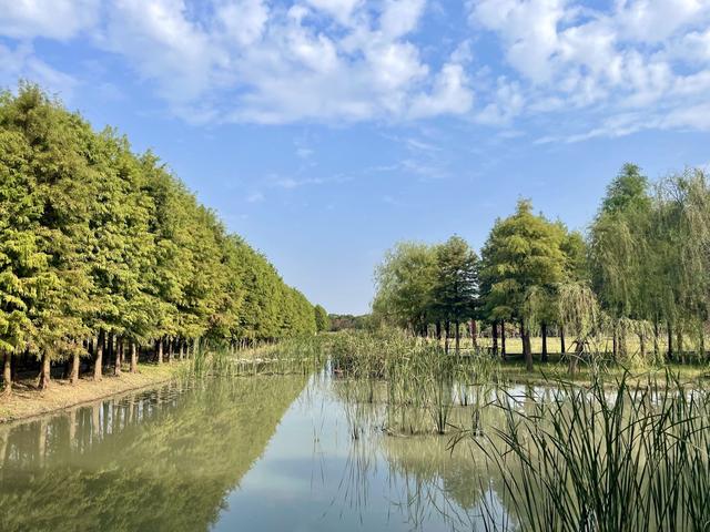 在上海浦江郊野公园，藏着一片湿地间的静谧秋色