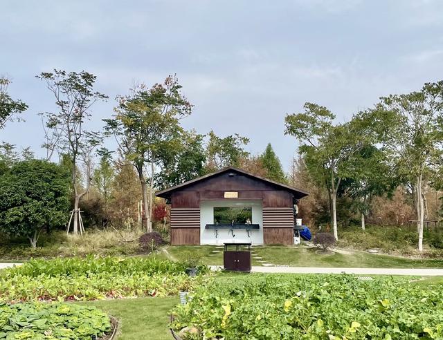 在上海浦江郊野公园，藏着一片湿地间的静谧秋色