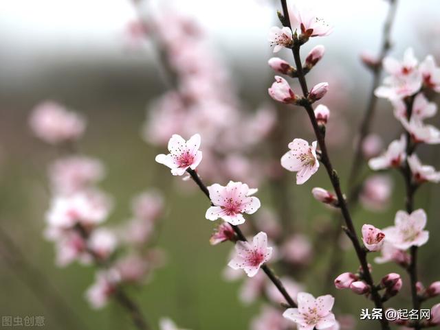 用《诗经》里的花草名可做人名，原来怎么好听，洋洋盈耳