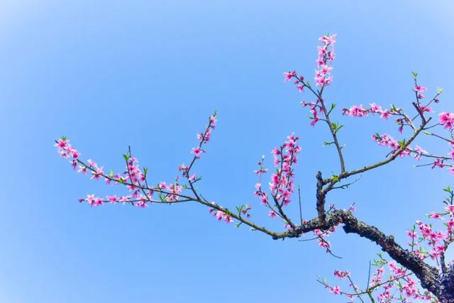 真倒霉，假风流，唐伯虎没有九个老婆，只有一生挚爱