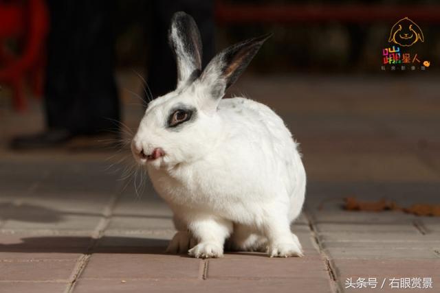 给宠物兔子起名技巧