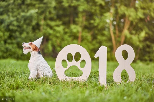 2018年属猪的桃花运 属猪桃花运最旺的月份肉属猪的朋友乐开了花