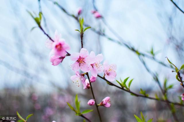 2018年属猪的桃花运 属猪桃花运最旺的月份肉属猪的朋友乐开了花