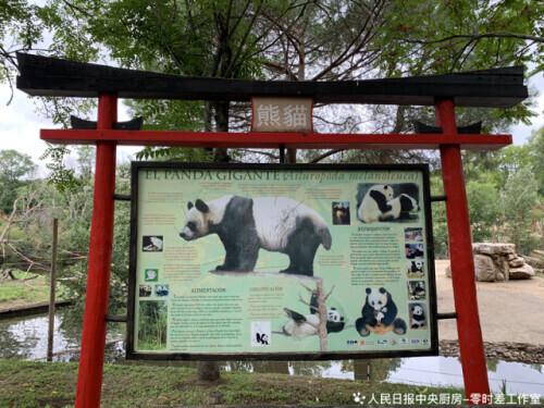 没想到，出生在这国的大熊猫有这么多