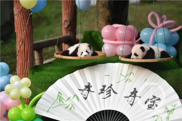 萌翻！重庆两对熊猫双胞胎名字刚刚发布