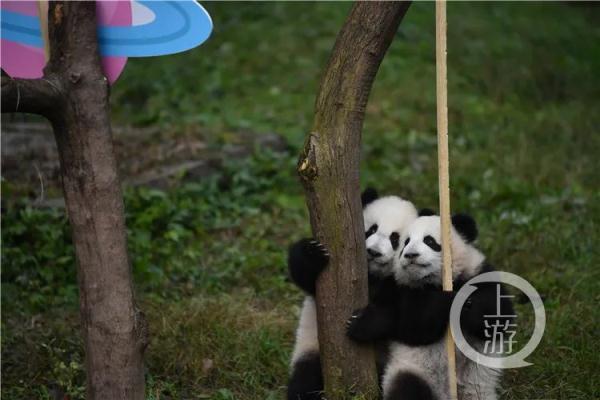 萌翻！重庆两对熊猫双胞胎名字刚刚发布