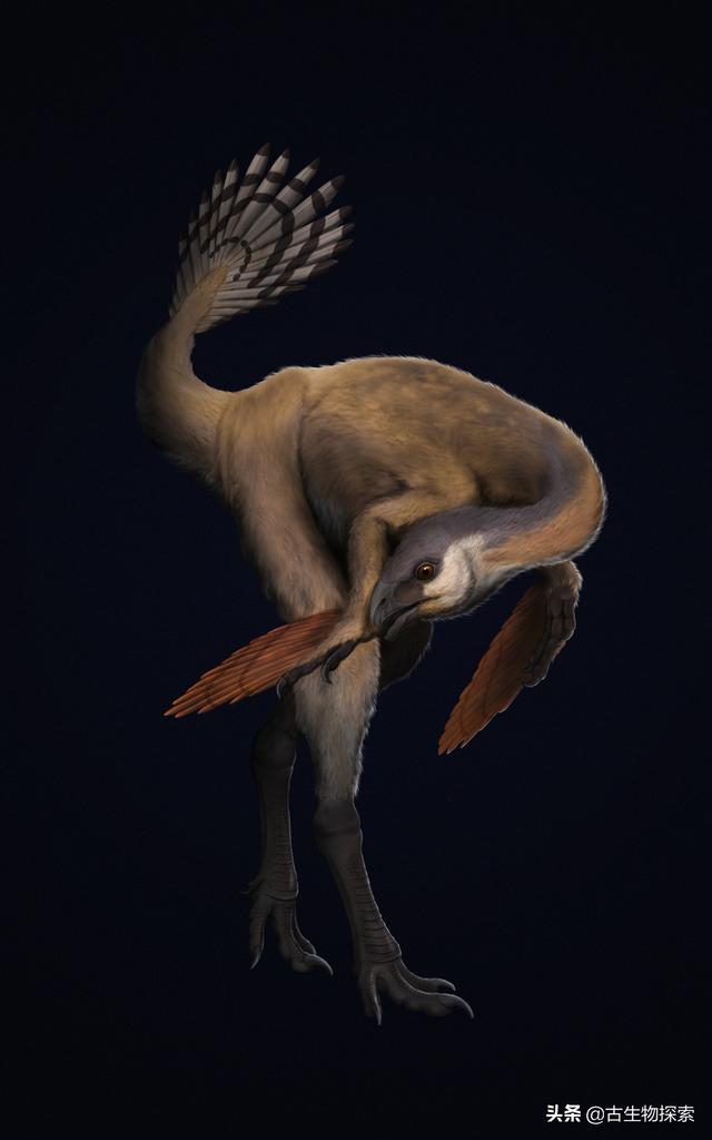 中国发现拥有霸气名字的羽毛恐龙却没有脑袋