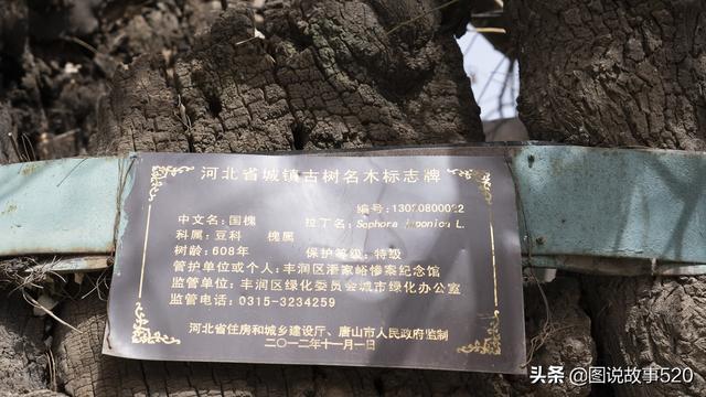 河北有棵“功臣树”，抗战时藏过文件，烧毁后重生如今活了615岁