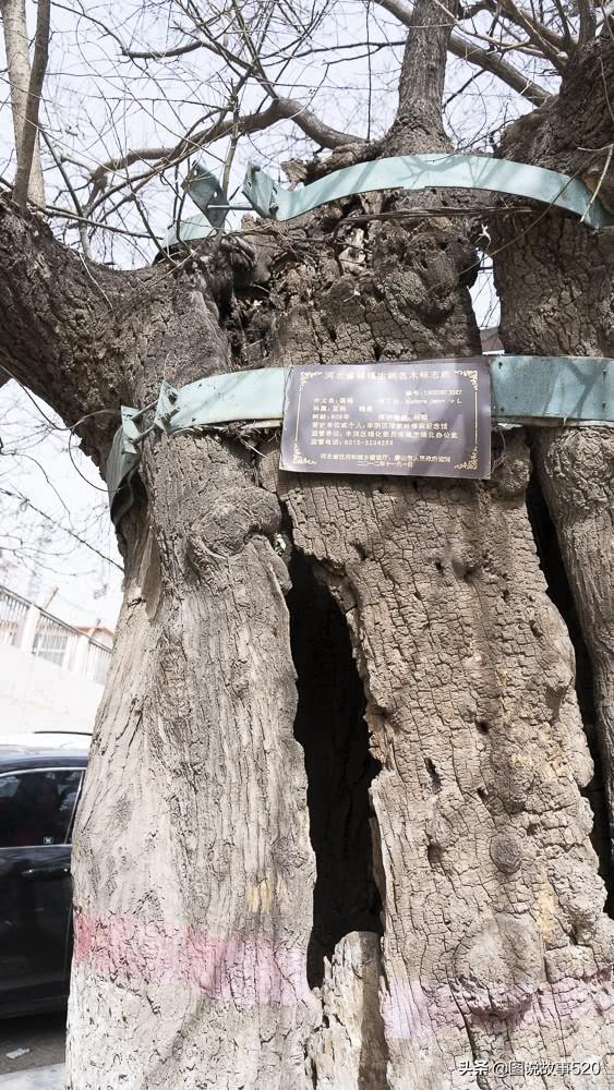 河北有棵“功臣树”，抗战时藏过文件，烧毁后重生如今活了615岁