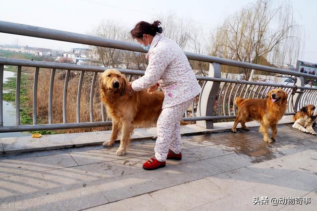 大家听过或经历过最感人的动物报恩的故事是什么？