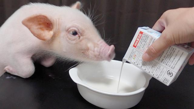 日本“100天后会被吃掉的宠物猪”迎大结局，真就这样被吃掉了？